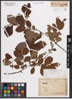 Foto von Salix caprea L. x Salix silesiaca Willd.